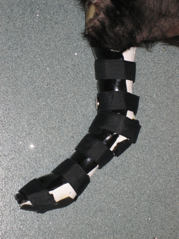 This dog needed a hock brace following surgery for a ruptured achilles tendon.